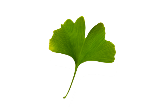 Illustration of Gingko leaf