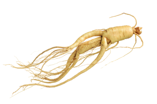Illustration of Korean Ginseng