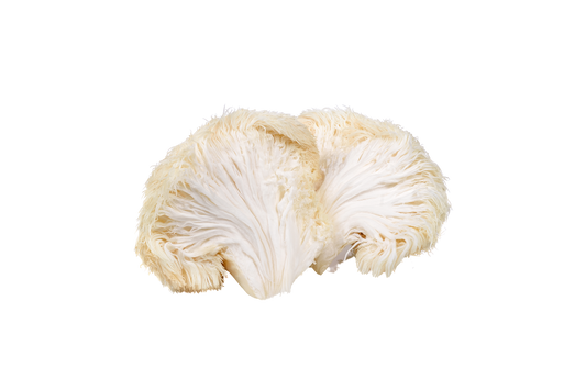 Illustration of Lion's Mane mushroom