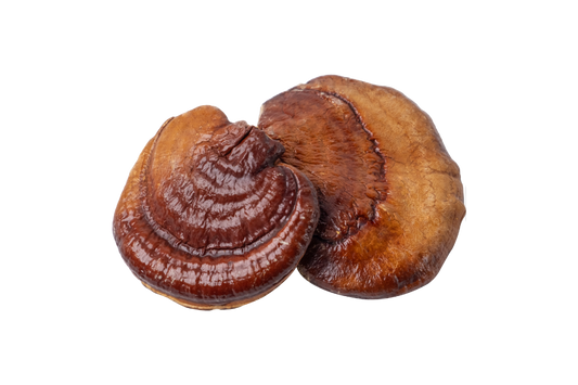 Illustration of Reishi mushroom