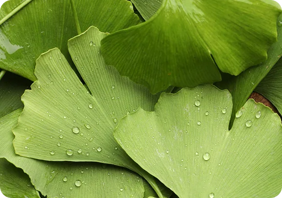 Ginkgo Biloba
