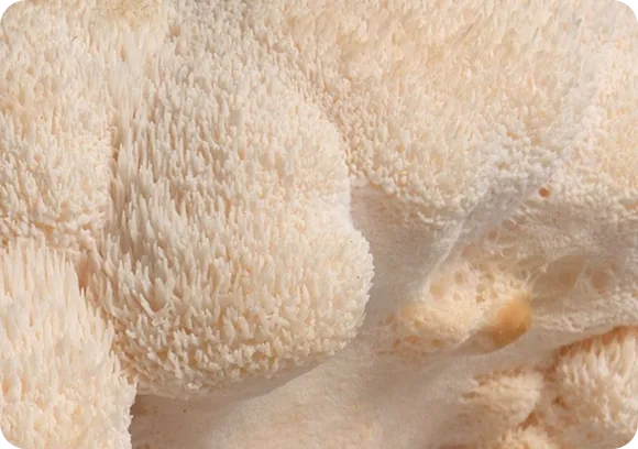 Lion's Mane Mushroom