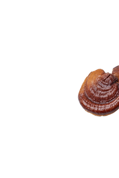 Reishi