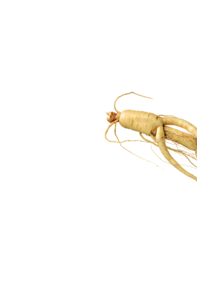 Korean Ginseng