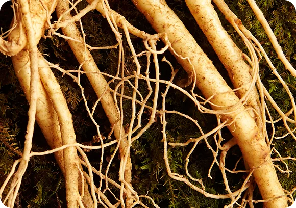 Korean Ginseng