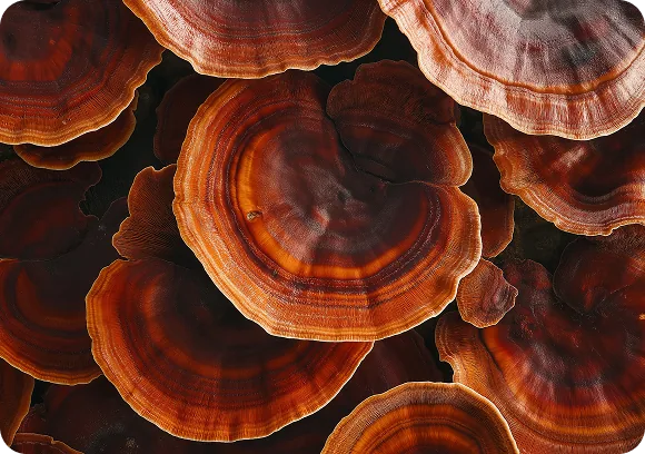 Reishi Mushroom